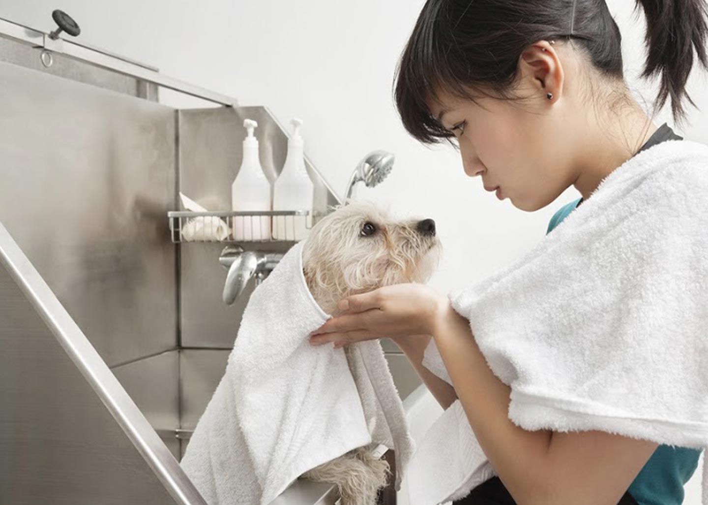 dog-bathing
